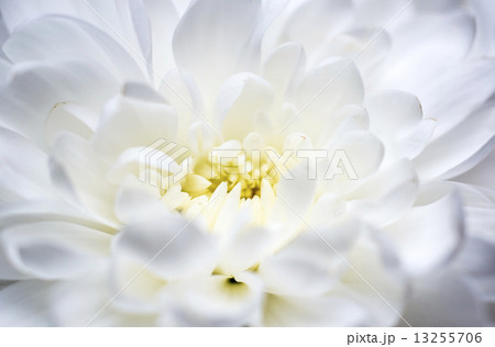 White chrysanthemum macro 13255706