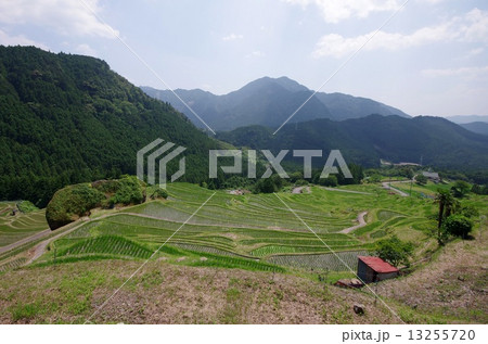 丸山千枚田 13255720