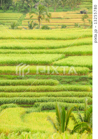 Rice terraces of Bali Island, Indonesia Rice terraces of Bali Island, Indonesia 13255780