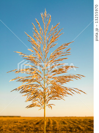 Reed against the sky 13255970