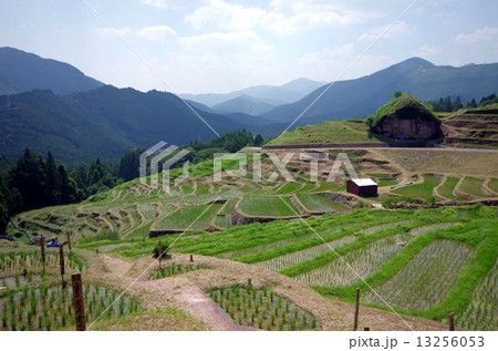 丸山千枚田 丸山千枚田 13256053