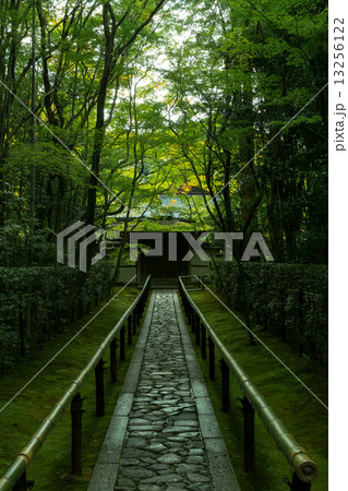 大徳寺 高桐院の新緑 13256122