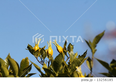 クチナシの実 クチナシの実 13256185