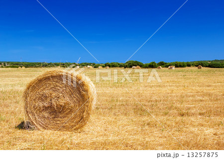 Straw roll bale on the farmland in sunny day at Menorca, Spain. 13257875