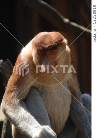 テングザル テングザル 13258910