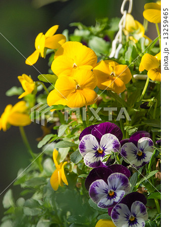 ハンギングバスケットのビオラ ハンギングバスケットのビオラ 13259465