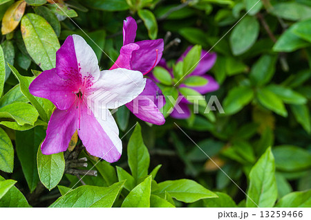 紅白のツツジ 13259466