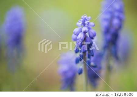 ムスカリの花 ムスカリの花 13259600