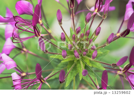 セイヨウフウチョウソウの花 13259602