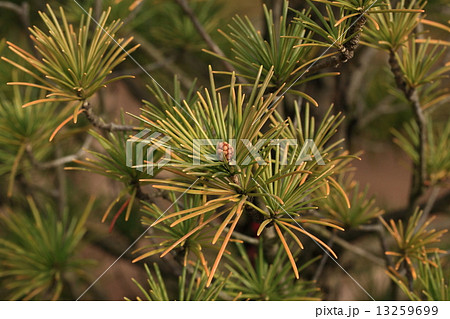 自然 植物 コウヤマキ 別名 ホンマキ 一属一種の植物で マキ や イヌマキ とは別属ですの写真素材