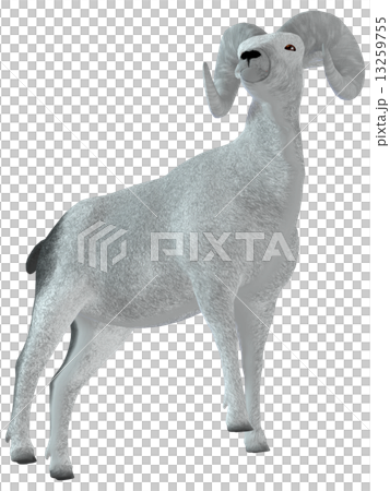 Sheep ☆ Bic Horn 13259755