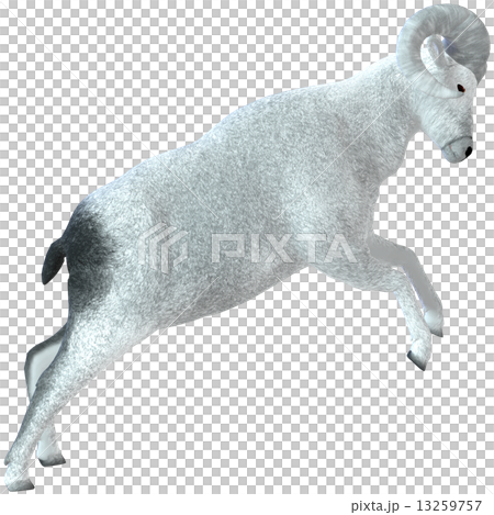 Sheep ☆ Bic Horn 13259757