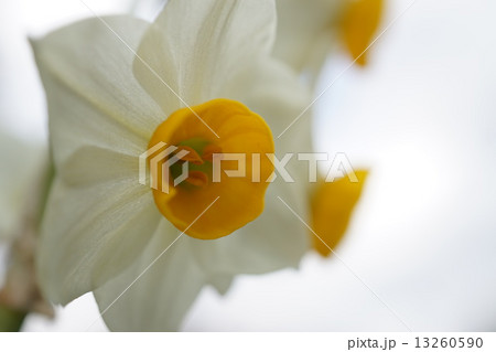 スイセン 13260590