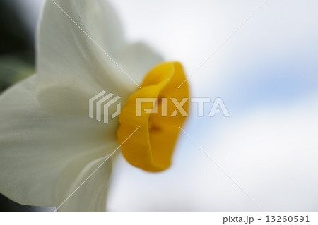 スイセン 13260591