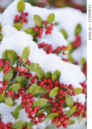 セイヨウヒイラギ セイヨウヒイラギ 13260631