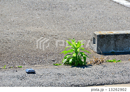 アスファルトを割って伸びる雑草(埼玉県) アスファルトを割って伸びる雑草(埼玉県) 13262902