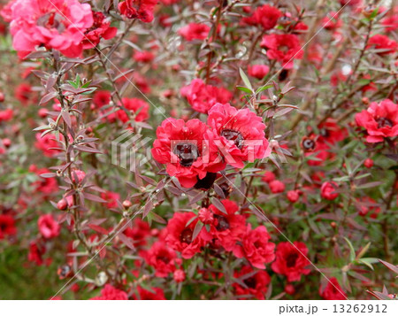 ギョリュウバイの花の写真素材