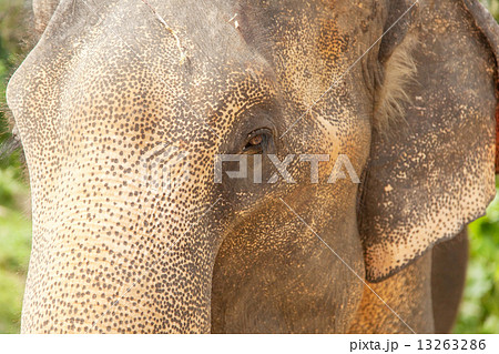 Portrait of an Indian elephant, closeup Portrait of an Indian elephant, closeup 13263286