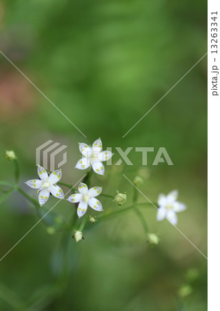 アケボノソウの花 13263341