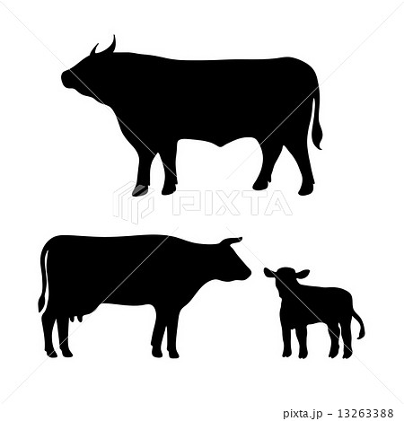 Cow Bull Calfのイラスト素材