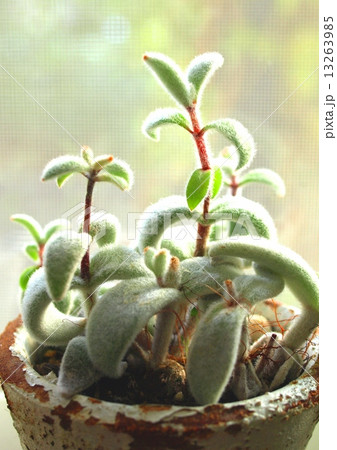 ナチュラルな鉢に植えたフクトジ インテリア 福兎耳 多肉植物の写真素材