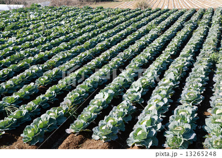 キャベツ畑 13265248