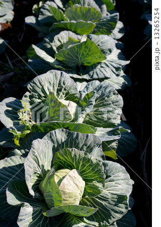 キャベツ畑 13265254