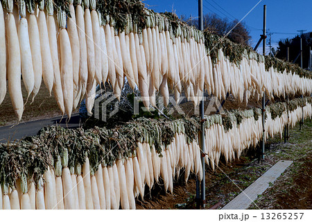 大根干し 13265257