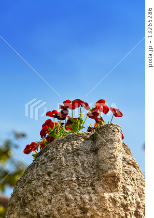 bright nasturtium flowers in a stone vase on blue sky background.. 13265286
