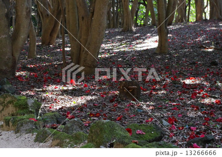 笠山椿群生林 笠山椿群生林 13266666