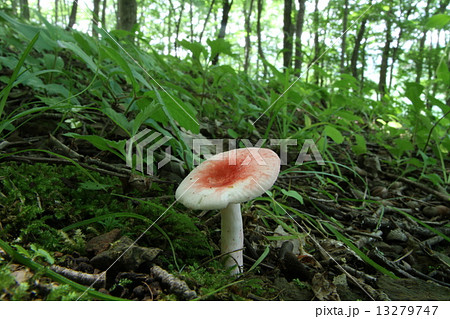 きのこ きのこ 13279747