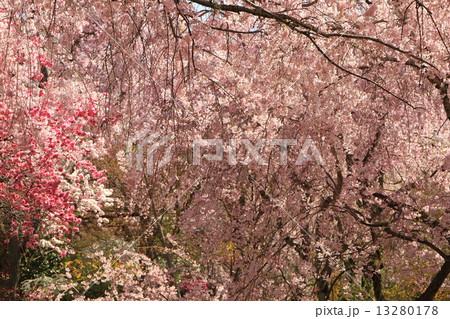 原谷苑 原谷苑 13280178