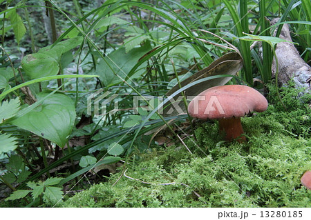 チチタケ 13280185