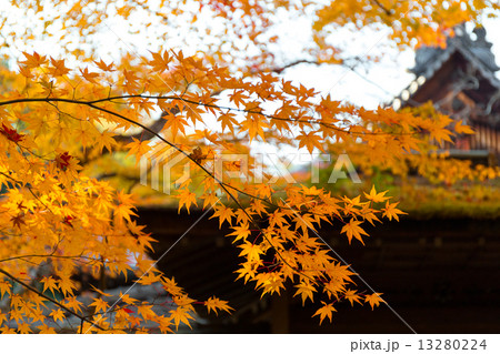 大徳寺 高桐院の紅葉 13280224