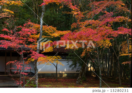 大徳寺 高桐院の紅葉 13280231