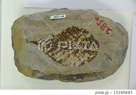 化石　チドリノキの仲間 13280685