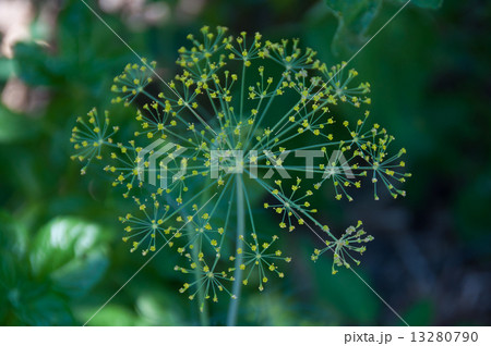 ディルの花 13280790