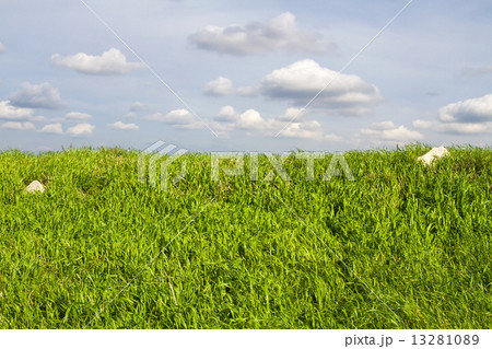 Green grass field and bright blue sky. 13281089