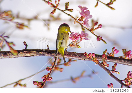桜と鶯の写真素材