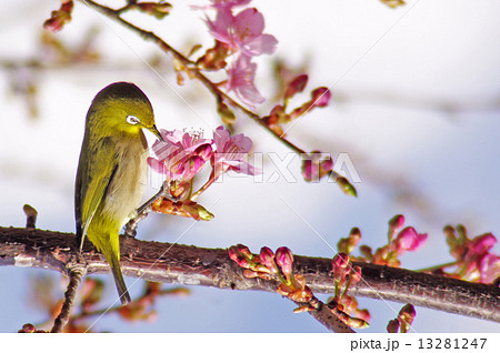 桜と鶯の写真素材
