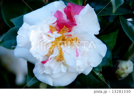 椿 バイカラー 椿 バイカラー 13281330