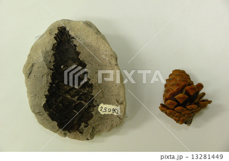 フジイマツの化石と松ぼっくり 13281449