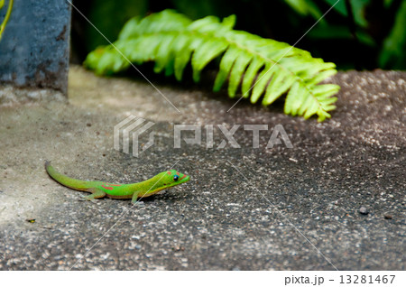 ハワイのゲッコー ハワイのゲッコー 13281467