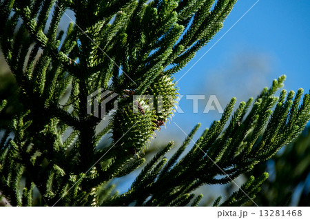 バンヤパイン 松 バンヤパイン 松 13281468