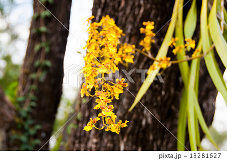 オンシジューム オンシジューム 13281627