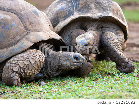 Big Seychelles turtle in La Vanille Reserve park. Mauritius... Big Seychelles turtle in La Vanille Reserve park. Mauritius... 13281632