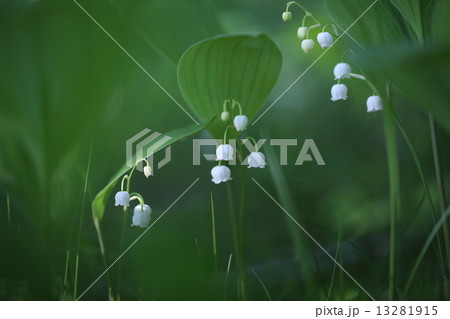 すずらん 13281915