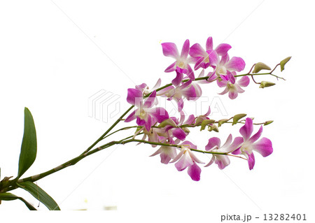 Purple orchid isolated on white background 13282401