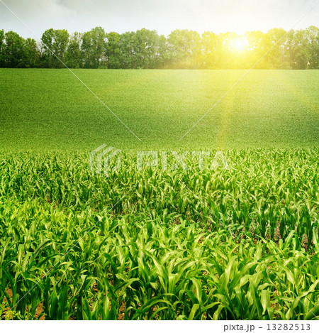 corn field and sunrise on blue sky 13282513
