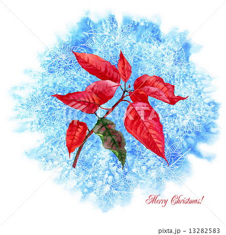 Background  with Christmas poinsettia 13282583